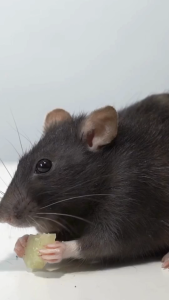 Racun Tikus Ganas Ampuh: Solusi Pest Control Terbaik