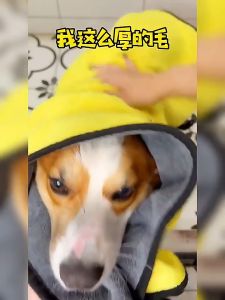 ผ้าเช็ดตัวสุนัข