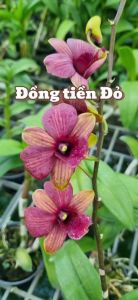 LAN DENRO ĐỒNG TIỀN ĐỎ GỬI NGUYÊN CHẬU PHI 12