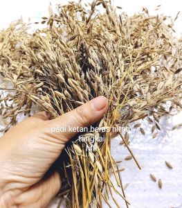 padi ketan hitam tangkai asli bisa buat benih