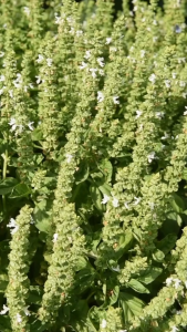 Basil Leaves/ Dried Basil leaves/ Pure Basil Leaves (50g100g) - Seasoning✔️