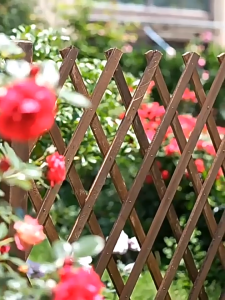 รั้วไม้สักแท้แบบยืดหดได้ สำหรับสวนและสนาม เสียบดินได้/พื้นเรียบ DIY แข็งแรงทนทาน ไม่เน่าเสียง่าย ทนลมแรง พ่นสีหลายชั้น ใช้งานง่าย พร้อมส่ง