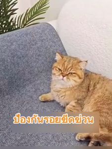 พรม เสื่อ รองคลานแมว ที่ลับเล็บ ป้องกันรอยขีดข่วนเฟอร์นิเจอร์ภายในบ้าน