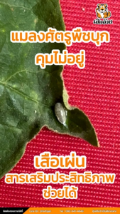 เสือเผ่น สารเสริมประสิทธิภาพพืช ขนาด 1 ลิตร