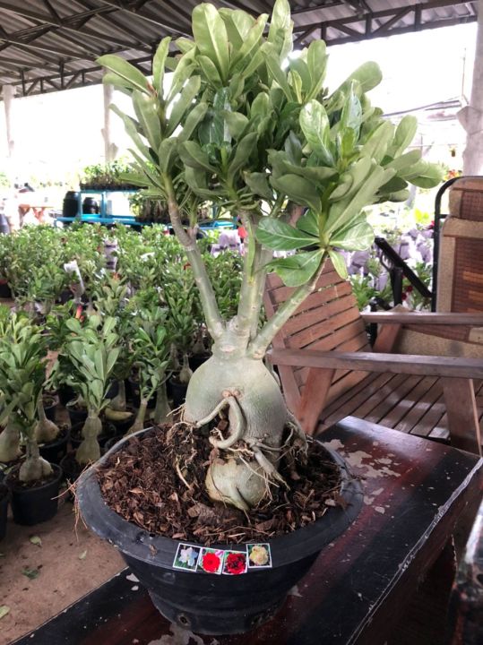 pokok adenium pokok kemboja 3/4 id besar | Lazada