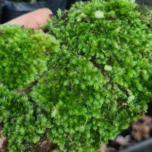 Rêu Wepping– Rêu Xanh Terrarium Rêu Đắp Bonsai Rêu Bán Cạn Trang Trí Tiểu Cảnh Thủy Sinh