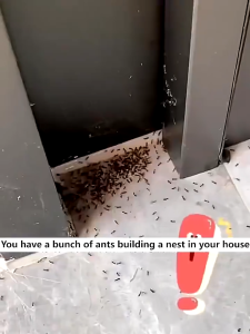 Effective upon first use ubat semut paling berkesan 12PACKS/BOX ant killer powder 螞蟻藥 強力 racun semut rumah 蚂蚁药 ant bait kill ants without harming pets 螞蟻粉 pest control semut racun ubat semut berkesan ant powder