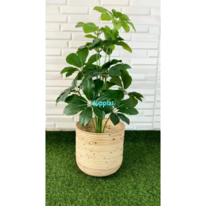 Pohon Hias Tanaman Artificial Daun Walisongo X12 Semilatex Cover Pot Rotan Ulir Dekorasi Ruang Tamu Pajangan Cafe