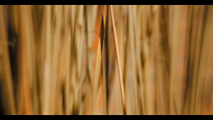 2 bottles MAIONE Advanced Youth Original Essence 100ml+ 1bottle MAIONE  Protective Cream (30ml)+ 1 bottle Maione Cleaner (Premium Package)