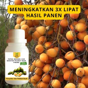 Pupuk Pinang Cepat Berbuah / Pupuk Pelebat Buah Pinang / Pupuk Booster Pinang Cair