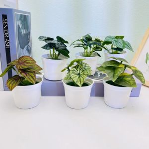 Artificial Plants Bonsai Fake Plants Home Decoration Accessories Plant Plant Pot Office Decoration Living Room Decoration