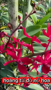 hoa lan hoàng tử đỏ hàng giống dể trồng dể chăm sóc nhập thái