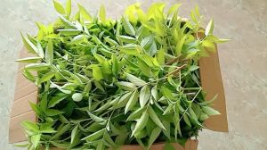 1kg cây cơm cháy tươi hữu cơ