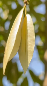 โฟแมกซ์ สังกะสี 700 ขนาด 1 ลิตร โซตัส ใบเขียวเข้มสมบูรณ์ ป้องกันรักษาใบแก้ว แตกยอด แตกตาดอกดี ช่วยให้พืชทนร้อนจัดหนาวจัด ละลายน้ำดี npkplant