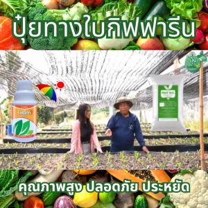 ปุ๋ย ปุ๋ยกิฟฟารีน ปุ๋ยทางใบ ปุ๋ยน้ำ ทางใบ giffarine ดิน กันแดดสำหรับพืช เพิ่มความแข็งแรง เพิ่มความทนทานของพืช ละลายน้ำง่าย ไม่อุดตันหัวฉีด เพิ่มผลผลิตไว ของแท้ ใช้ง่าย ฉีดพ่นได้กับผักสวนครัว