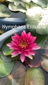 【Sean Planters】 Hardy Waterlily Nymphaea Ellisiana Water Lily 耐寒睡莲 莲花 Teratai Telepok