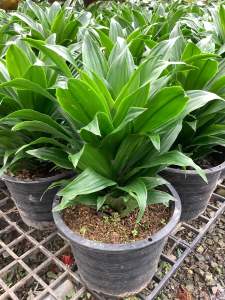 ต้นวาสนาเก้าชั้น วาสนาเก้าชั้น ต้นวาสนา วาสนา ต้นวาสนาแคระ วาสนาแคระ วาสนาแคระเก้าชั้น ไม้มงคล ต้นสูง ฟอร์มสวย ขนาดกระถาง 8 นิ้ว