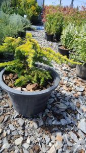 สนเลื้อยสีทอง กระถาง 11 นิ้ว ต้นสวยแข็งแรงและรากเต็มกระถาง (กทม)