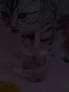 Furiri 400ml Borammy Pet Cat Dog Edible Mouthwash Remove Bad Breath Pet Teeth Oral Cleaning Remove Tartar Antibacterial