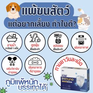 พร้อมส่ง โปร 2 แถม 4 Kumi อาหารเสริมแก้ภูมิแพ้ หวัด ไอ จาม ไซนัส ผื่นแพ้คันตัว