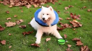 Dog Pet Collar Inflatable Anti-bite Injury Recovery Neck Protective Surgery Cone