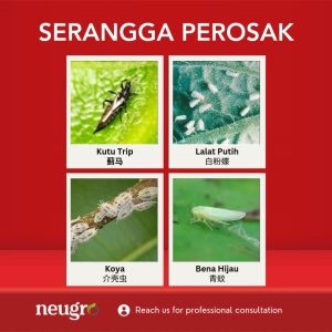 ACETAMOS 20 (1KG) Acetamiprid 20% Insecticide - Generic MOSPILAN For Farm White Fly Thrips Scale Insect