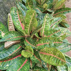 khailakey flora tanaman hias aglonema donacarmen /tanaman hias in/out door