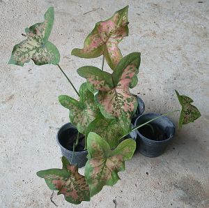 บอนสีไก่ต่างๆ บอนสีไก่ตัวงาม บอนสีต้นเล็ก กระถาง 4 นิ้ว