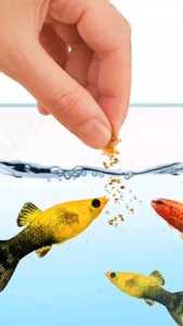 TATEH FEEDS P01 High Protein Formula Slow Sinking Granules Fish Food/Food for Betta Fish Mollies Guppies