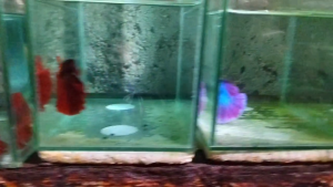 thai import for aquarium decoration- artificial fish
