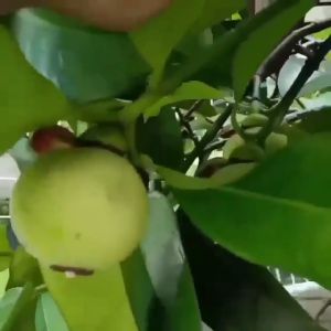 BIBIT BUAH MANGGIS - BIBIT MANGGIS - BUAH MANGGIS - BIBIT MANGGIS OKULASI