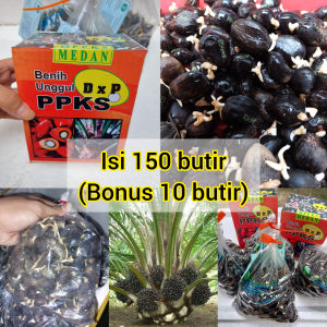 benih kecambah sawit PPKS ISI 150 BUTIR KUALITAS UNGGUL BONUS 10 BUTIR
