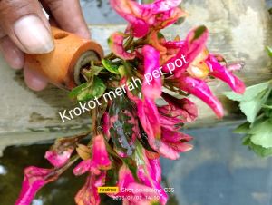 tanaman air aquascape krokot red hiasan aquarium per pot