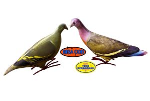 ( Toko Perangkap ) Jual Sepaket Jontrot Pemikat Burung Punai Hijau jantan dan Gading Betina