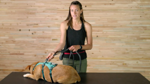 RUFFWEAR สายจูง Roamer™ Bungee Dog Leash Stretch Webbing Hands-Free Leash