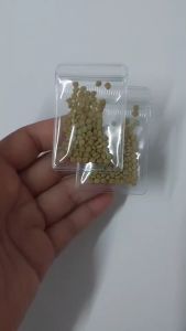 เมล็ด โสนใหญ่ โสนหลวง 120 เมล็ด