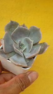 ต้นไม้อวบน้ำ กุหลาบหิน อิชิเวเรีย echeveria pollux #succulent #กุหลาบหิน #สีชมพู #echeveria