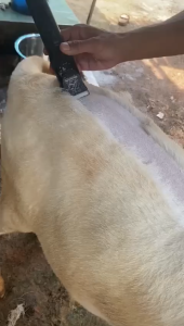 KALLA BaoRun P7 Mesin Alat Cukur Domba Garut Bulu Hewan Peliharaan Elektrik Pet Dog - HITAM