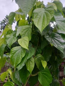 daun sirih hijau segar herbal organik alami 20 gram