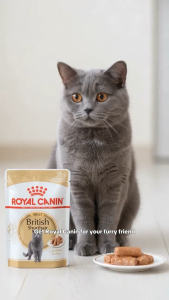Royal Canin British Shorthair Adult 85g Wet Cat Food Pouch | Chunks in Gravy Formula for Weight Management Healthy Urinary System Shiny Skin & Coat Care | Authentic Royal Canin Breed Health Nutrition [New Stock]