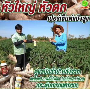 บำรุงมัน เพิ่มขนาดหัวมัน เพิ่มเปอร์เซ็นต์แป้ง เพชรดำลงหัว6ขวด ขนาด1000cc สูตรลงหัวมันสำปะหลัง ส่งเสริมประสิธิภาพกระบวนการลงหัวมันสำปะหลัง