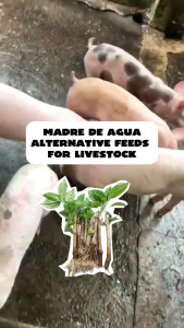 MADRE DE AGUA PLANT CUTTINGS AND ROOTED SEEDLINGS MAY UGAT NA KAYA SURE NA BUHAY ORDER NOW