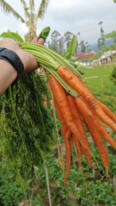 DAUN WORTEL FRESH 1 KG LANGSUNG DARI KEBUN