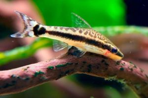 Otocinclus/Apgae Eater//Ornamental fish/Freshwater/Readystock
