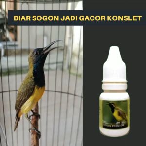 Doping Burung Sogon Dosis Tinggi Biar Gacor Konslet Untuk Lomba Dan Harian