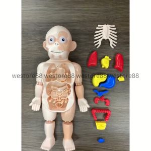 Human Body Anatomy Mainan edukasi organ anggota tubuh anak WEO YUDD232