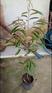 Bibit Durian Matahari Kaki 3 Super Okulasi