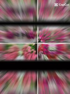 (gói 500 hạt)Hạt giống hoa dạ yến thảo rủ petunia mix nhiều màu sắc