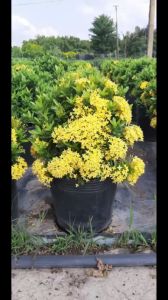 Cây bông trang lá nhỏ nhiều màu trồng sân vườn siêng bông ưa nắng dễ chăm sóc Minh Hân Garden