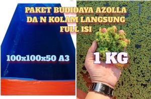 Bibit Azolla 1 KG + Kolam Terpal 100x100x50 (Cm) Langsung Full Isi Kolam Ketebalan A3 Korea Murah dan Sudah berbentuk Kotak Warna Biru Silver bisa Bolak Balik Posisinya